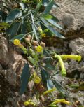 Nicotiana glauca